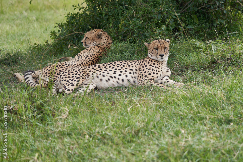 Cheetah Brothers Africa Safari Masai Mara Portrait Cheetah Brothers Africa Safari Masai Mara Portrait