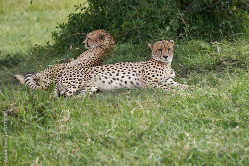 Cheetah Brothers Africa Safari Masai Mara Portrait © rocchas75