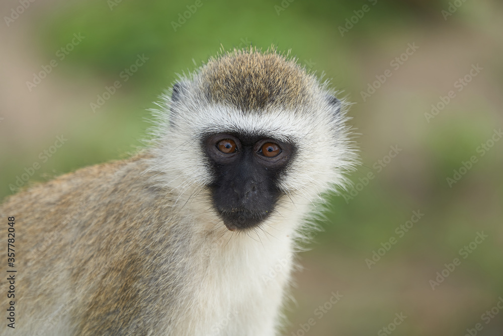 Vervet monkey Chlorocebus pygerythrus Old World monkey of the family Cercopithecidae Africa Portrait Vervet monkey Chlorocebus pygerythrus Old World monkey of the family Cercopithecidae Africa Portrait