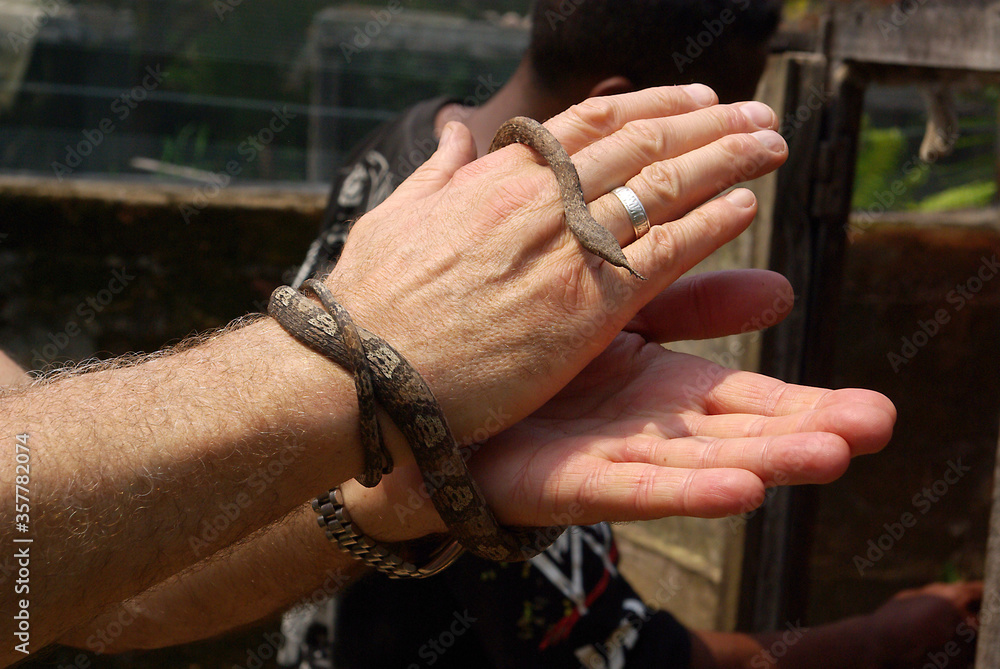 Madagascar leaf-nosed snake (Langaha madagascariensis) on human hands
