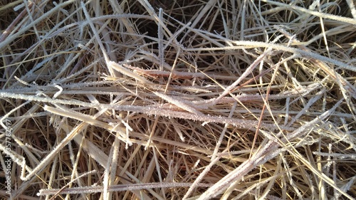Closeup of ice crystals on dull yellow and brown grass. Frosted grass.