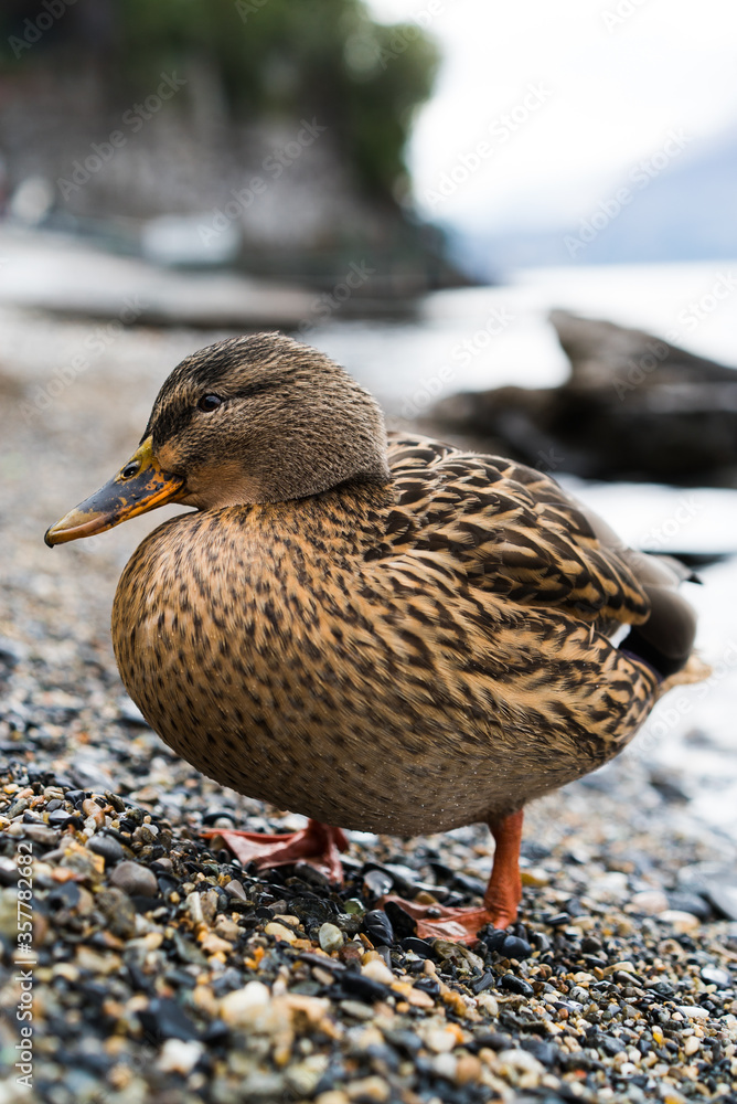 Portrait of mallard duck by the shore of Lake Como in Italy. Domestic duck in nature. Portrait of mallard duck by the shore of Lake Como in Italy. Domestic duck in nature.