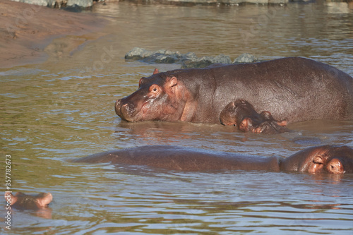Hippo Hippopotamus amphibious Africa Safari Portrait Water © rocchas75