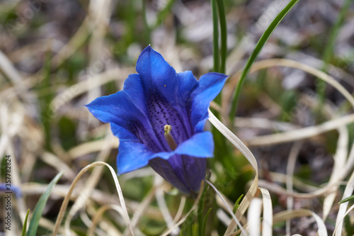 Gentiana clusii flower of the sweet lady or Clusius gentian large flowered native to Europe named after Carolus Clusius alpine flora