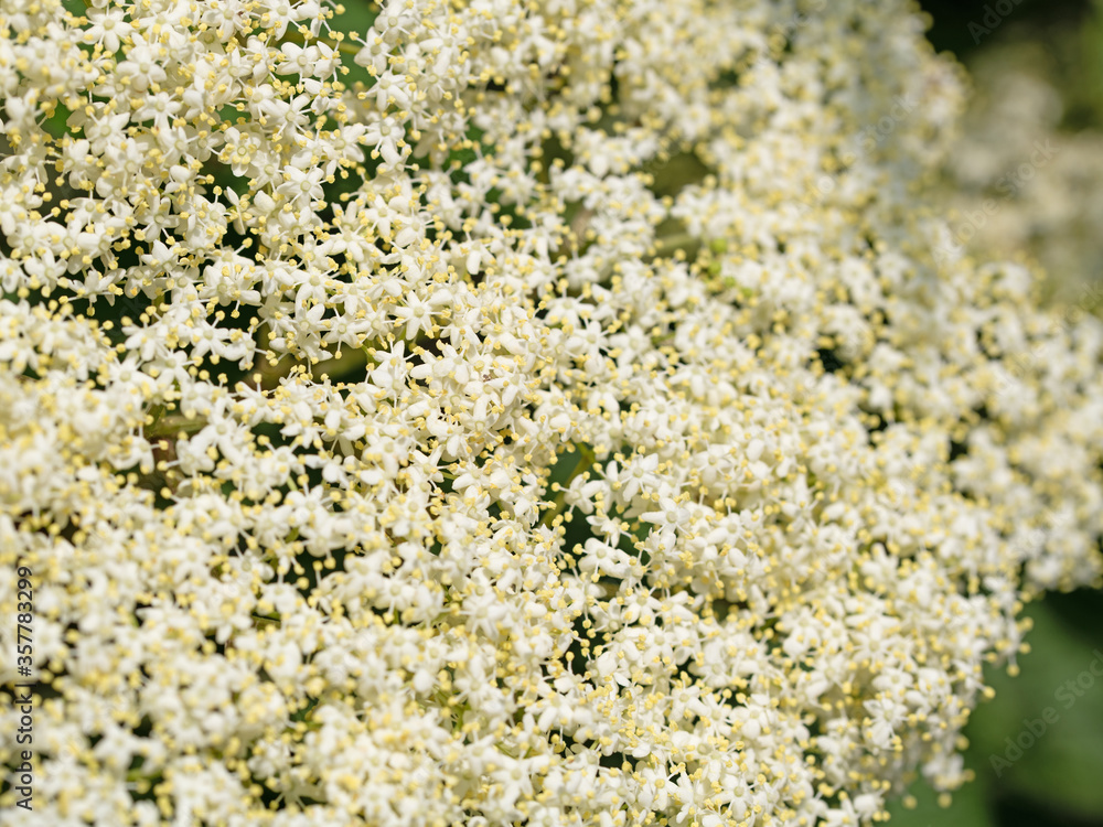 Holunderblüten in einer Nahaufnahme Holunderblüten in einer Nahaufnahme
