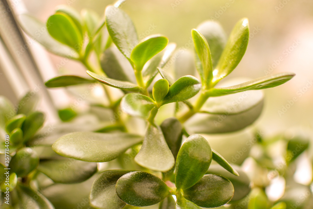 Macro shot of a tree Crassula. home plant. Macro shot of a tree Crassula. home plant.