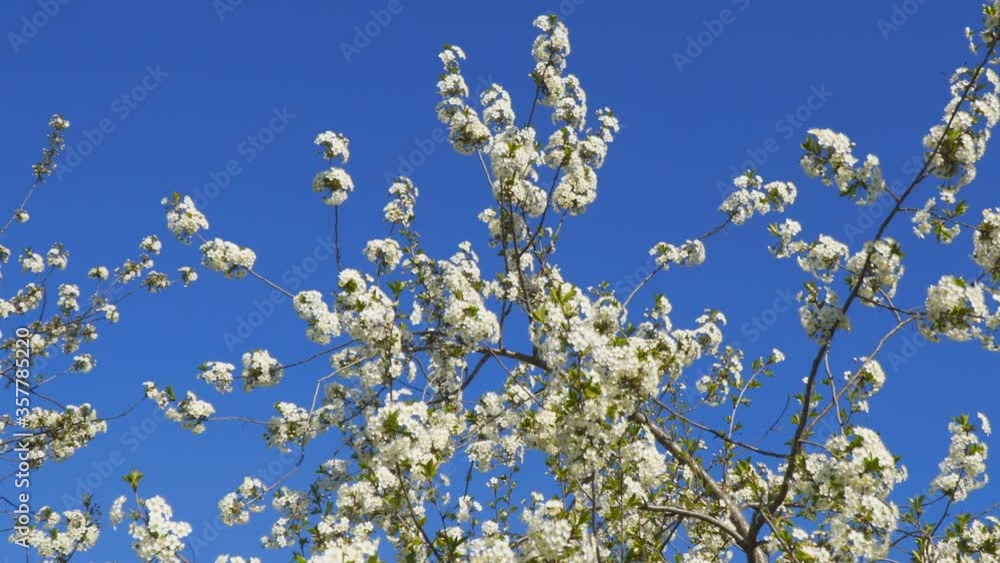 Beautiful cherry blossoms against the blue sky Beautiful cherry blossoms against the blue sky