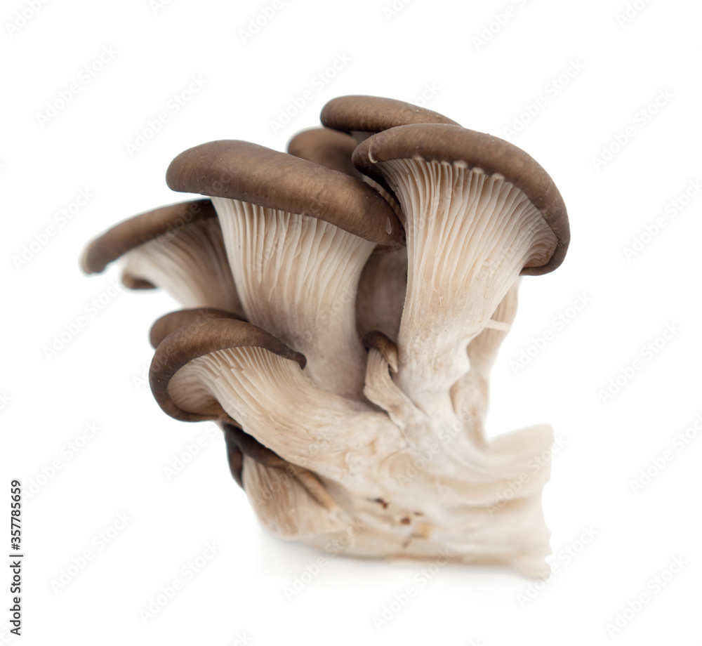 mushrooms isolated on white background. mushrooms isolated on white background.