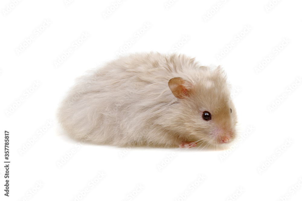 Hamster isolated on white background Hamster isolated on white background