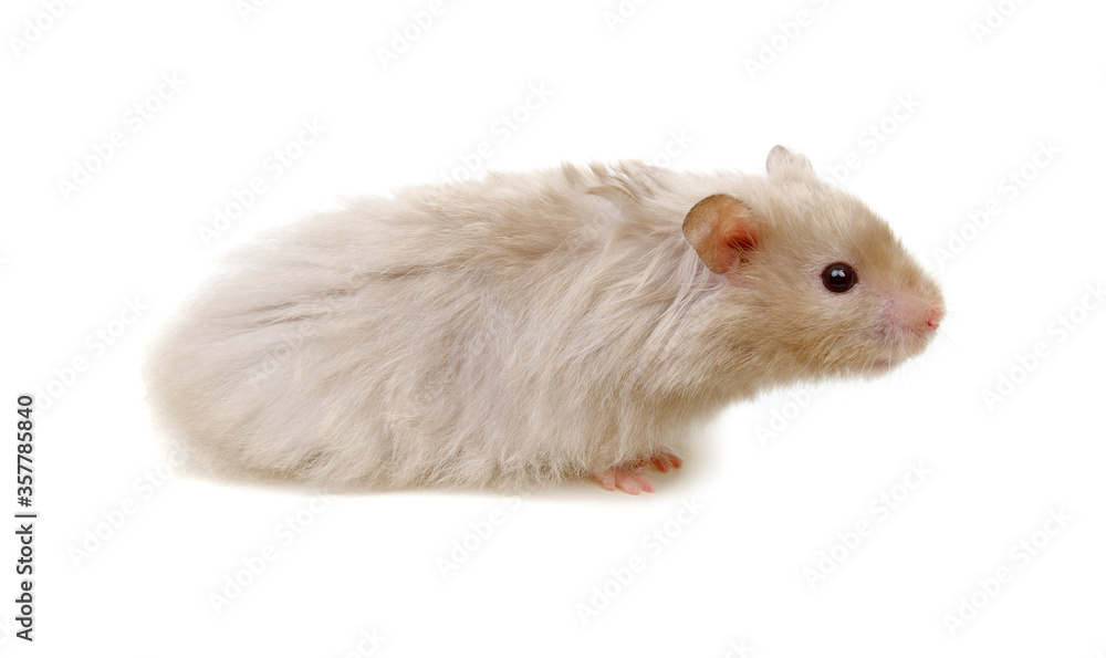 Hamster isolated on white background Hamster isolated on white background