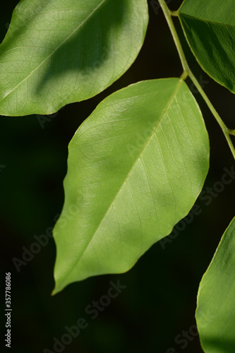 green leaf macro background