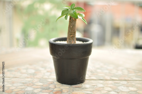 Small money tree with Green Leaves in Black Pot 