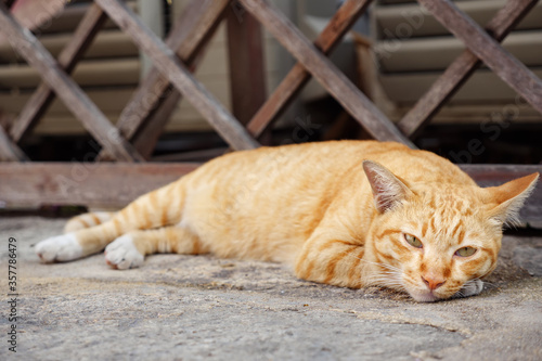 beautiful cat of white and orange colour lies on grey concrete near outdated brown wooden gate and looks around close view