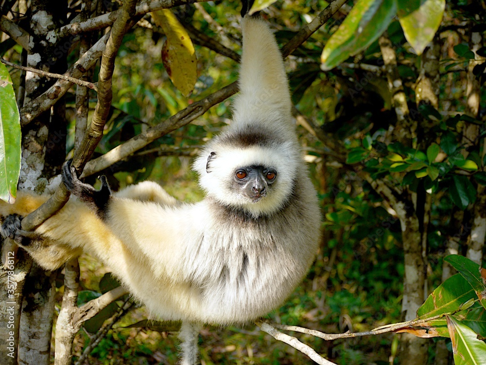 Obraz premium Lemur (Propithecus) on a tree