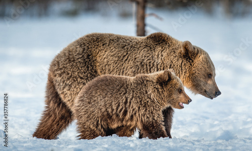 She-bear and bear cub walking on the snow in winter forest. Wild nature, natural habitat. Brown bear, Scientific name: Ursus Arctos Arctos.