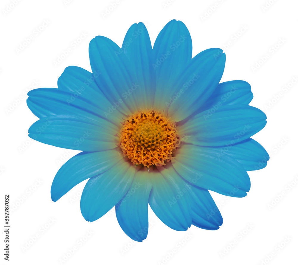 blue flower isolated on white blue flower isolated on white