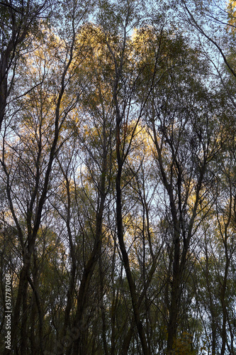 The trunks and crowns of the willow trees at the forest