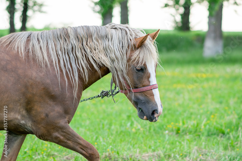 Silvery bay horse in a field on a paddock.