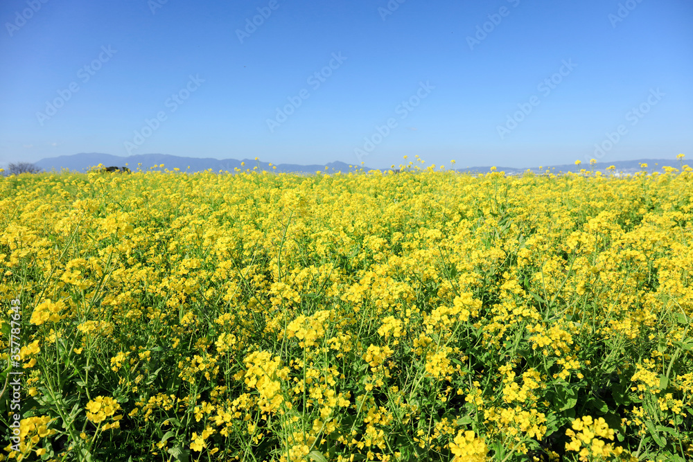 奈良県-山の辺の道-菜の花