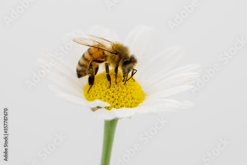 Close-up of a bee on chamomile flower