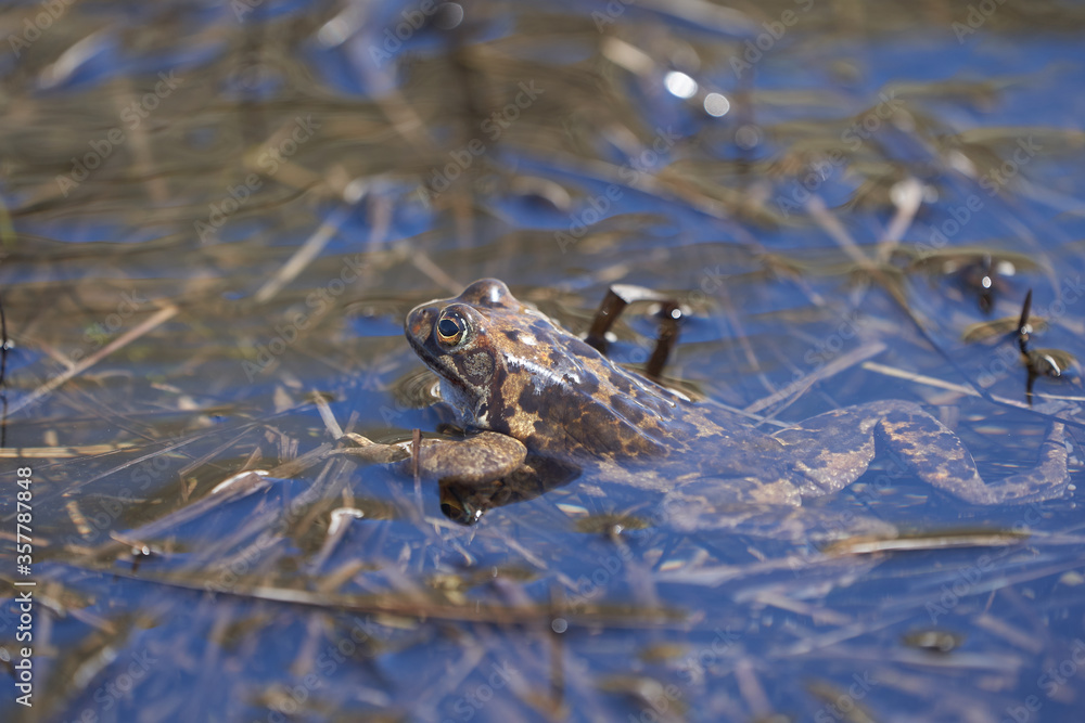 Water frog Pelophylax and Bufo Bufo in mountain lake with beautiful reflection of eyes Spring Mating Water frog Pelophylax and Bufo Bufo in mountain lake with beautiful reflection of eyes Spring Mating