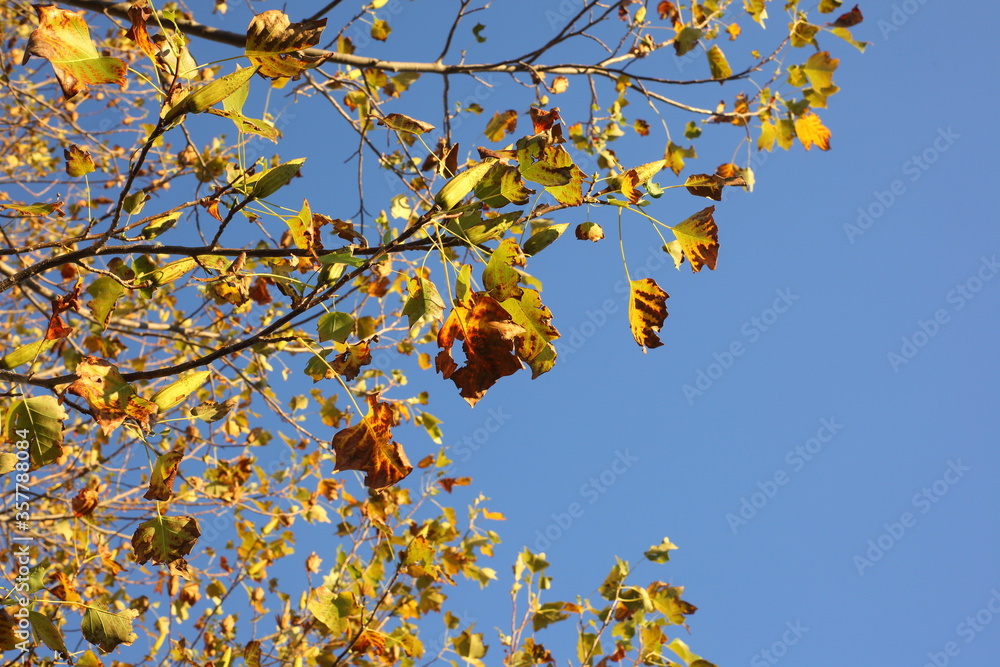 autumn leaves and blue sky autumn leaves and blue sky