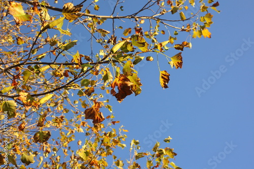 autumn leaves and blue sky 