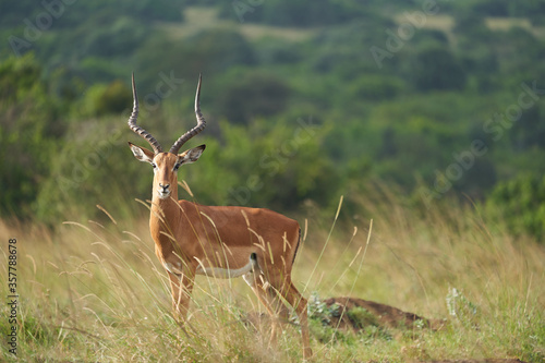 Fototapeta Naklejka Na Ścianę i Meble -  Impala Group Impalas Antelope Portrait Africa Safari