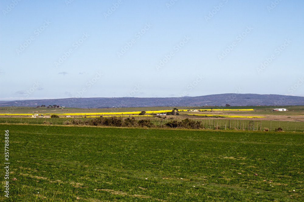 Landscape showing fields of what and canola near Bredasdorp South Africa