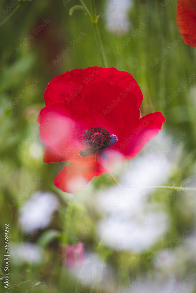 red poppy flower red poppy flower