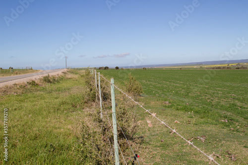 Landscape showing fields of what and canola near Bredasdorp South Africa