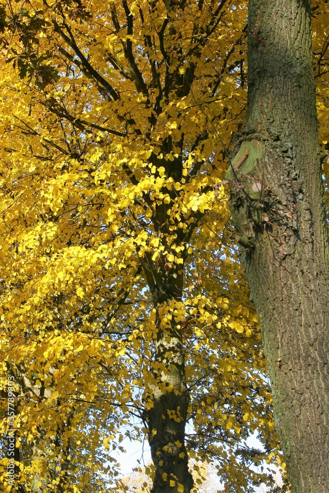 Obraz premium jesień