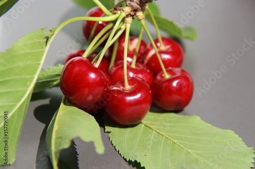 Le temps des cerises photo