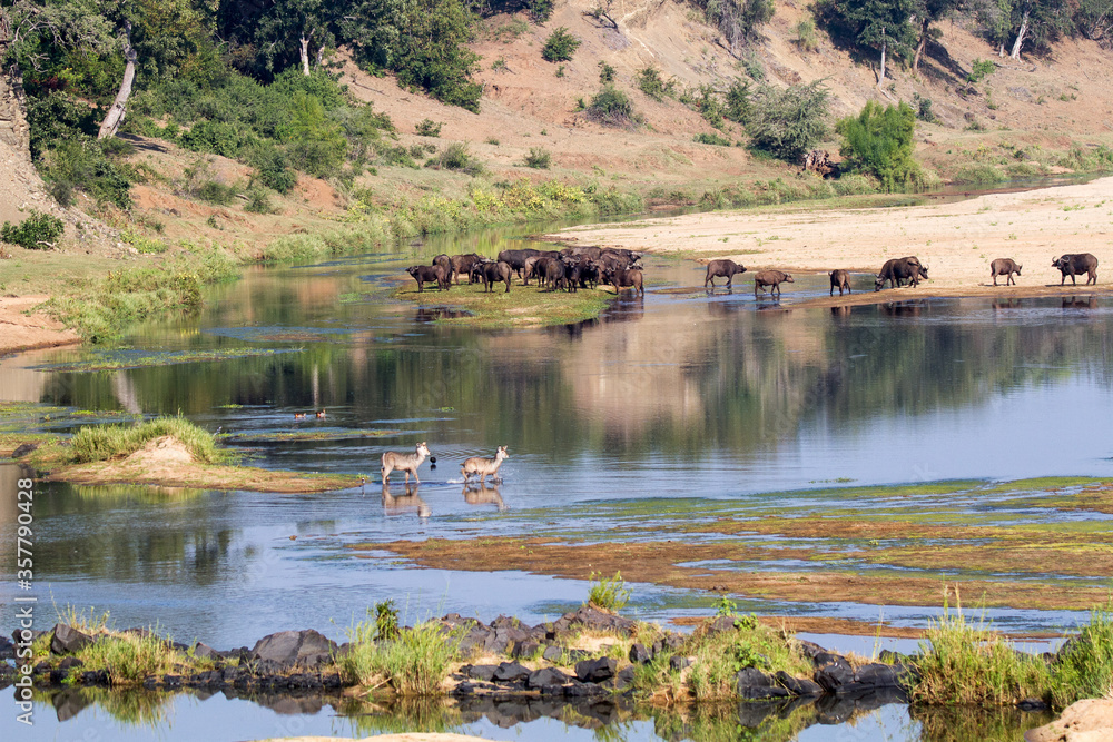 Wildlife - buffalo and waterbuck - in the Letaba River bed in the Kruger Park taken from the bridge where tourists may alight from their vehicles. Wildlife - buffalo and waterbuck - in the Letaba River bed in the Kruger Park taken from the bridge where tourists may alight from their vehicles.