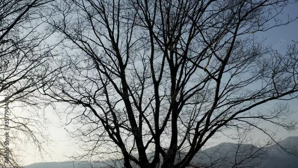 Silhouette of a leafless tree with clean sky in the background Silhouette of a leafless tree with clean sky in the background