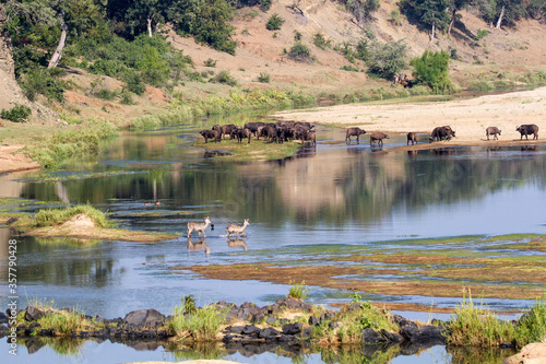 Canvas Print Wildlife - buffalo and waterbuck - in the Letaba River bed in the Kruger Park taken from the bridge where tourists may alight from their vehicles