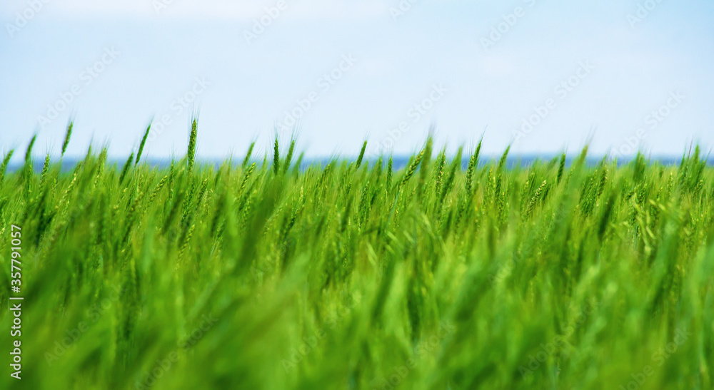 Close-up of a green field against a blue sky and clouds. Close-up of a green field against a blue sky and clouds.