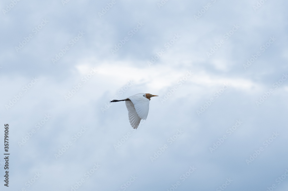 Obraz premium seagull in the sky