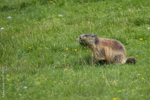 Alpine Marmot Marmota Marmota Switzerland Alps Mountains