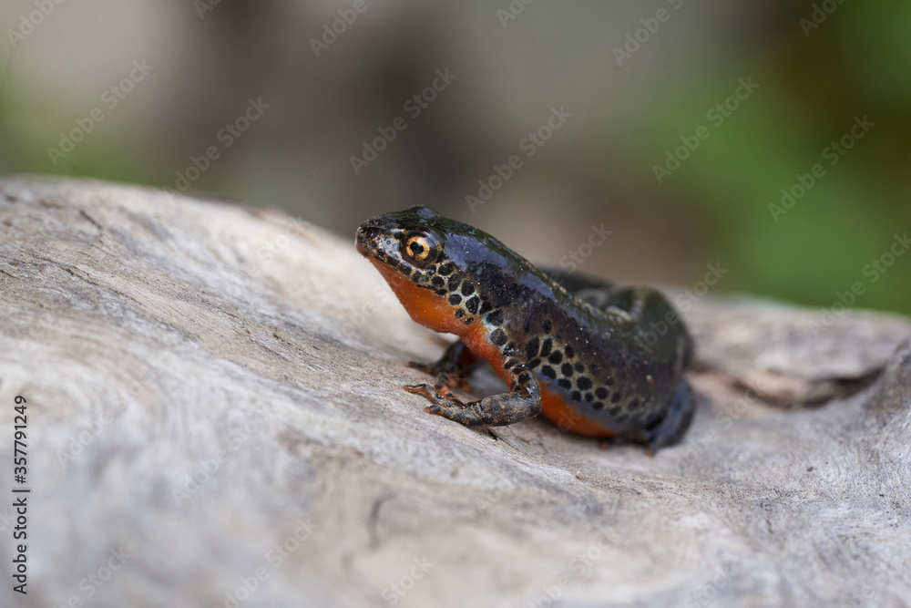 Fototapeta premium Alpine newt Ichthyosaura alpestris Amphibian Orange Belly