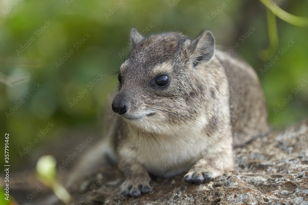Rock Hyrax Procavia Capensis Cape Portrait Africa Rock Hyrax Procavia Capensis Cape Portrait Africa