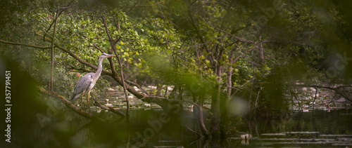 Heron in swamp panorama