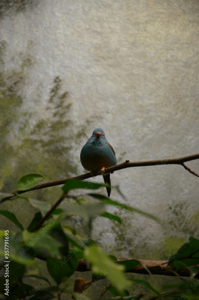 Fototapeta premium A Blue-breasted Cordonbleu in Frankfurt zoo