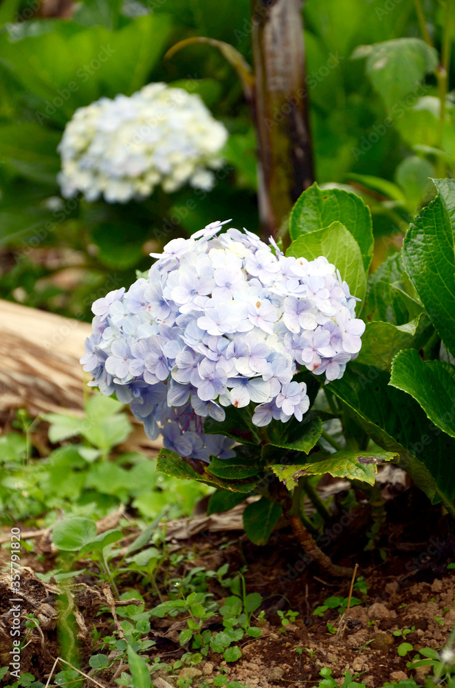 purple hydrangea,Hortensia flowers purple hydrangea,Hortensia flowers