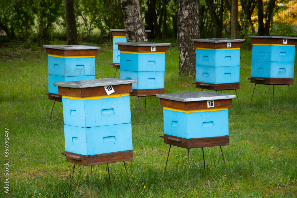 Hives in an apiary (Poland, Kaszuby region) Hives in an apiary (Poland, Kaszuby region)