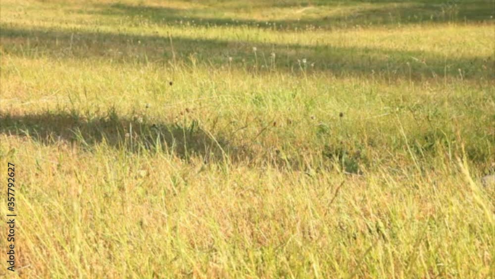 Young girls feet hiking through a grass field Young girls feet hiking through a grass field