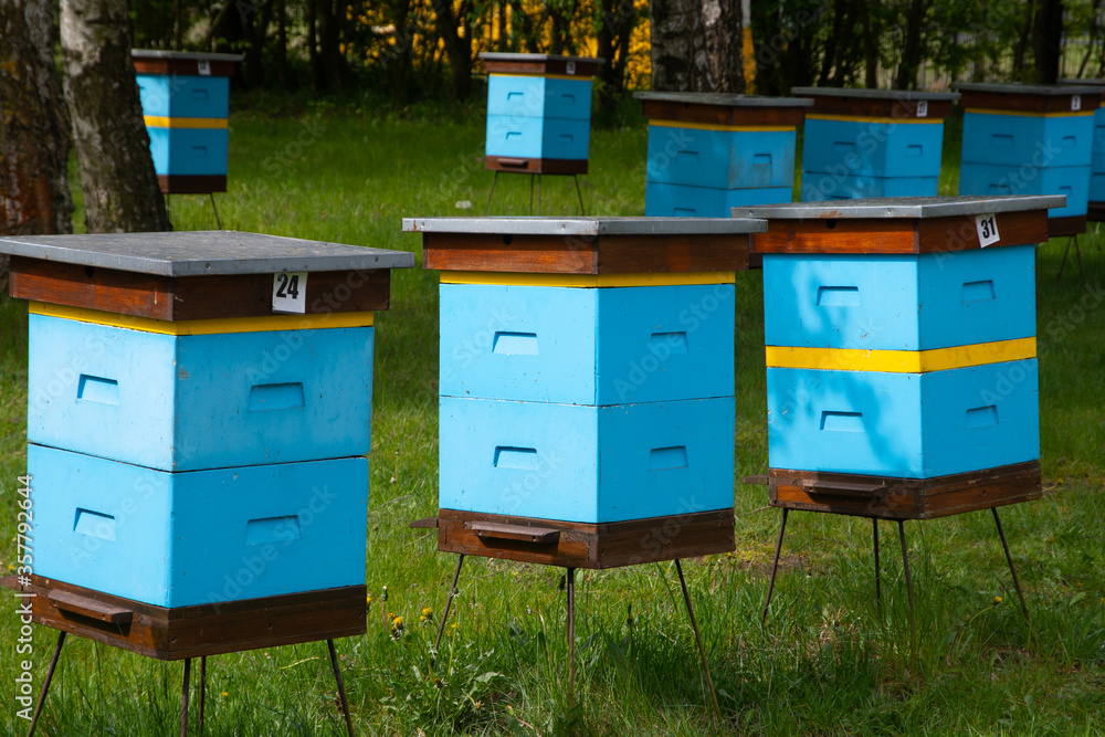 Hives in an apiary (Poland, Kaszuby region) Hives in an apiary (Poland, Kaszuby region)