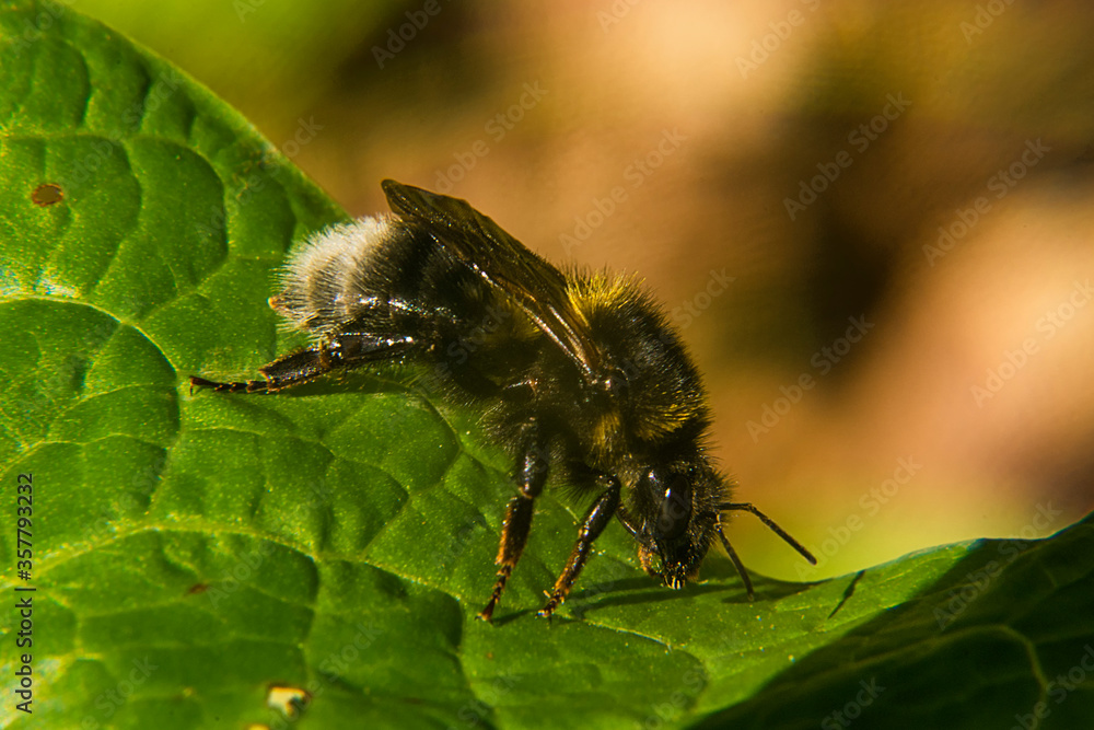 Bumblebee on a green leaf Bumblebee on a green leaf