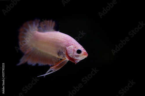 Fighting fish (Betta splendens) Fish with a beautiful array of colorful beauty. © kaewphoto