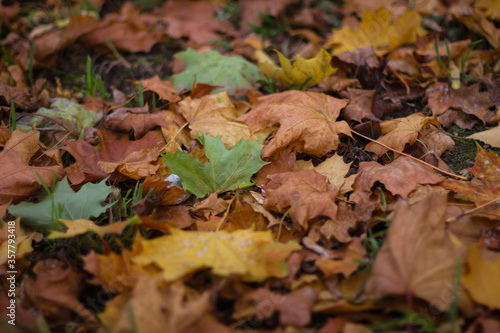 Old dry, many colorful autumn leaves forming a background. Dry maple leaves lie on the ground. © Marina Demidiuk